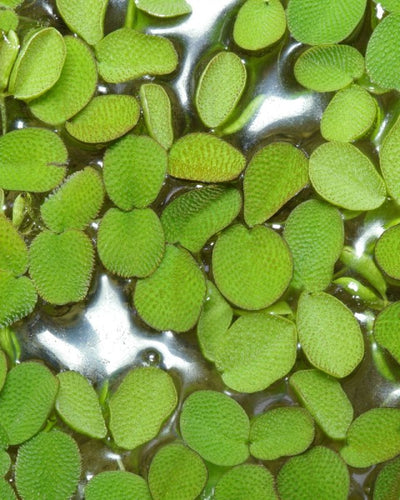 Salvinia Water Plant