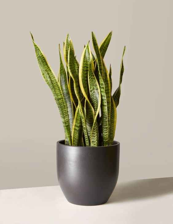 Snake Plant Mother in Laws Tongue black pot indoor decor Dubai UAE Souq Garden