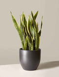 Snake Plant Mother in Laws Tongue black pot indoor decor Dubai UAE Souq Garden
