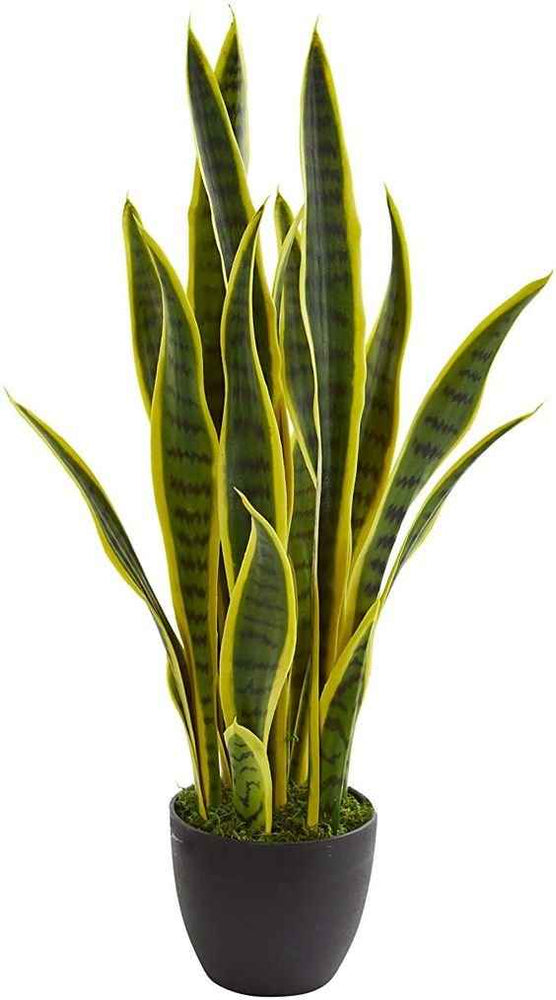 Snake Plant Sansevieria tall variegated leaves modern decor Dubai UAE Souq Garden