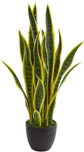 Snake Plant Sansevieria tall variegated leaves modern decor Dubai UAE Souq Garden
