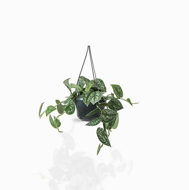 Satin Pothos Hanging – Money Plant
