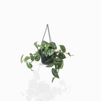 Satin Pothos Hanging Money Plant