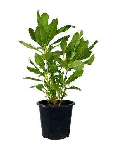 Scaevola