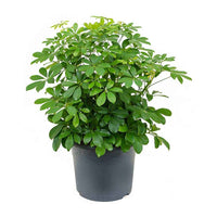 Schefflera