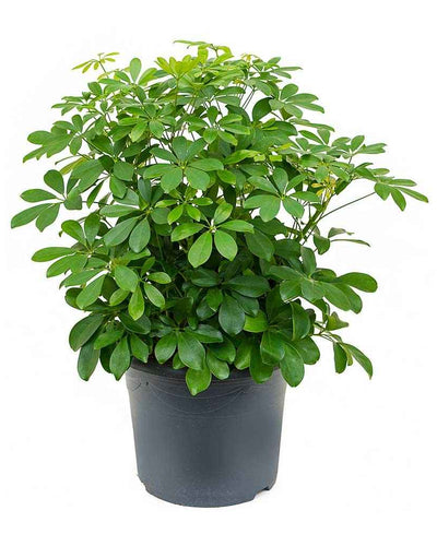 Schefflera