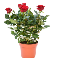 Rose Holland