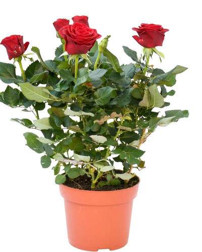 Rose Holland