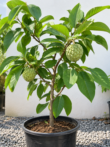 Seethapal