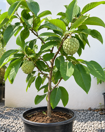 Seethapal