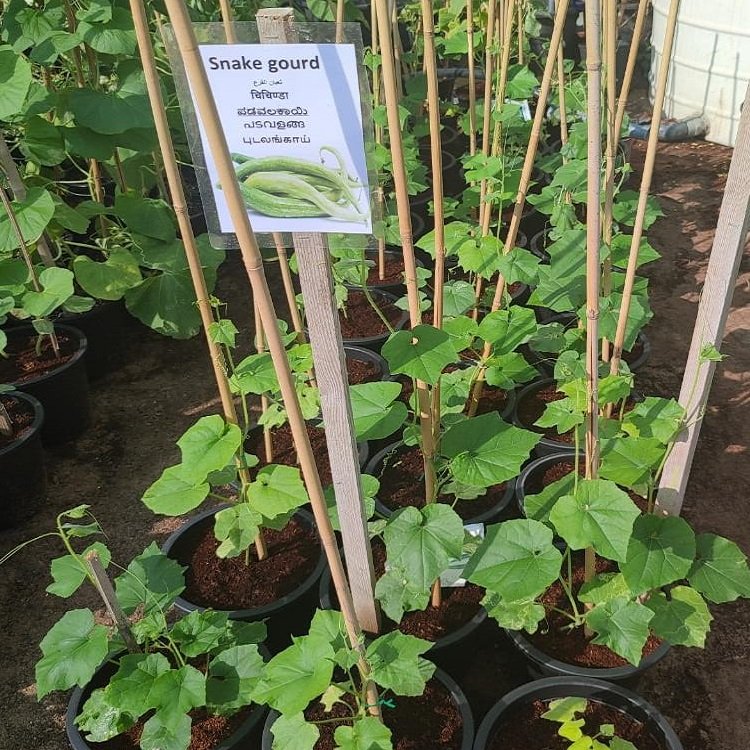snake gourd plant in pot Buy Snake Gourd Plant Dubai & UAE