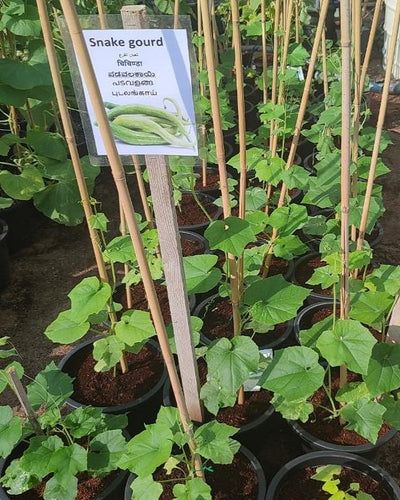 Snake Gourd