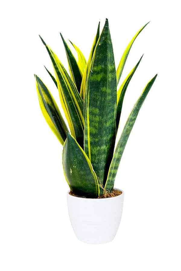 Snake Plant – Sansevieria