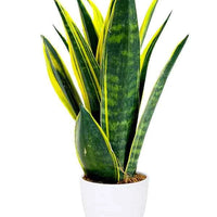 Snake Plant Sansevieria
