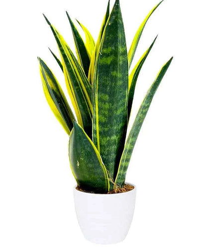 Snake Plant – Sansevieria