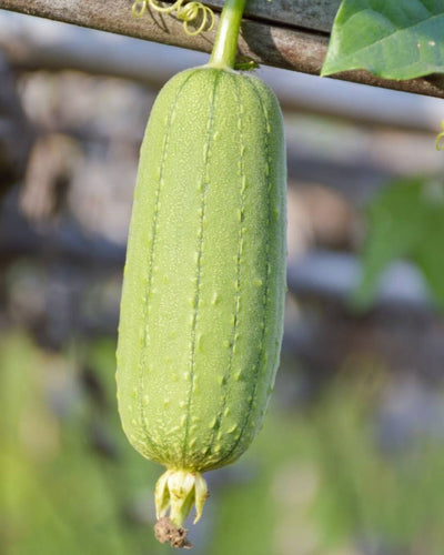 Sponge Gourd