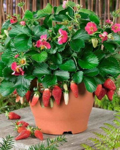 Strawberry