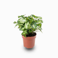 Syngonium Pixie