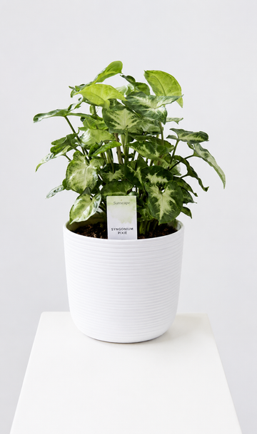 Syngonium Pixie