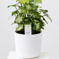 Syngonium Pixie