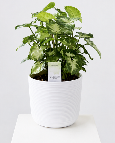 Syngonium Pixie