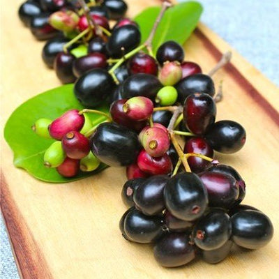 Jamun