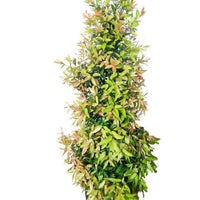 Buy Eugenia Plant Dubai & UAE | Brush Cherry Hedge – Souq Garden