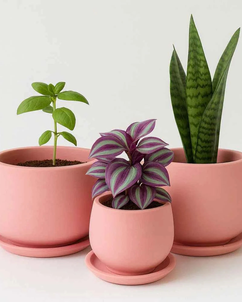 Terracotta pots - 005