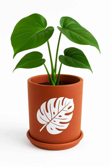 Terracotta Pots - 006