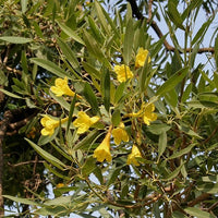 Caribbean Trumpet Tree