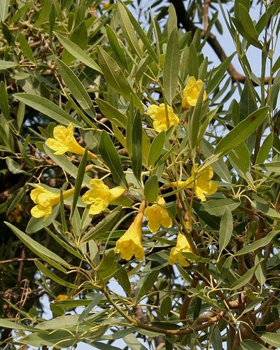Caribbean Trumpet Tree