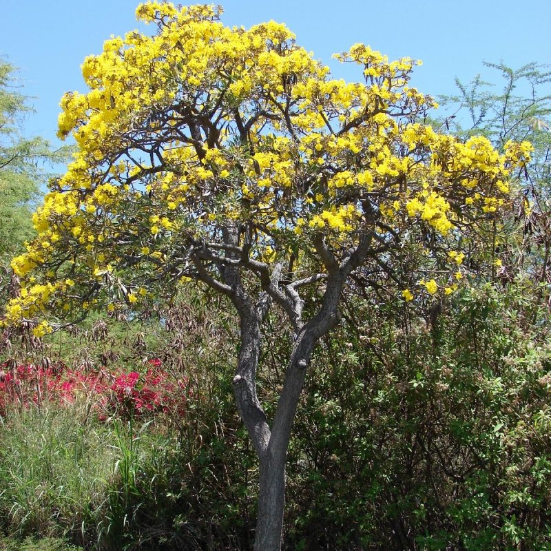 Caribbean Trumpet Tree – Tree of Gold – Silver Trumpet Tree