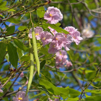 Tabebuia Rosea – Rosy Trumpet Tree – Pink Trumpet Tree – Poui