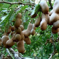Tamarind Tree