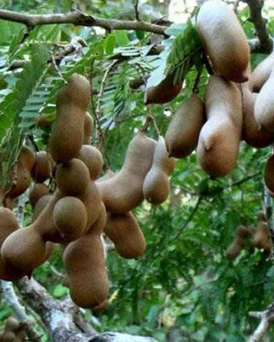 Tamarind Tree