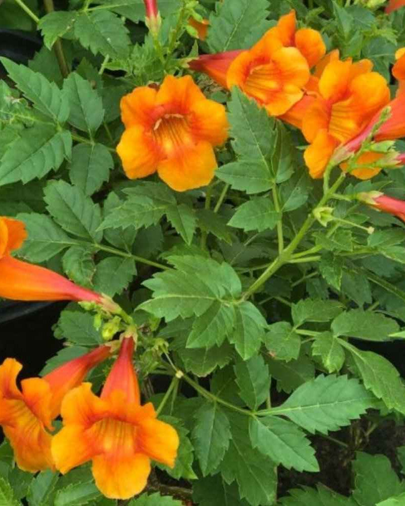 Trumpet Bush – Orange Bells