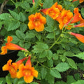 Trumpet Bush – Orange Bells
