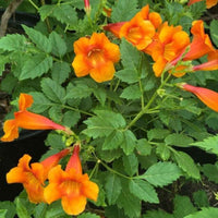 Trumpet Bush – Orange Bells