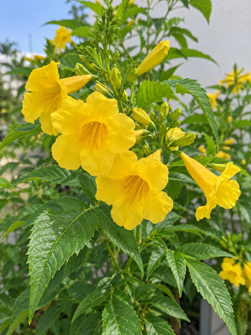 Tecoma Plant