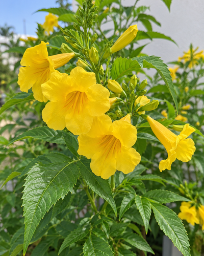 Tecoma Plant