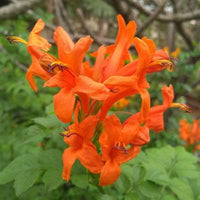 Cape Honeysuckle
