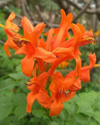 Cape Honeysuckle