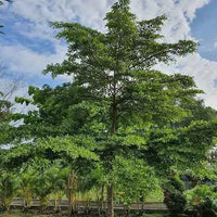 Terminalia Mantaly