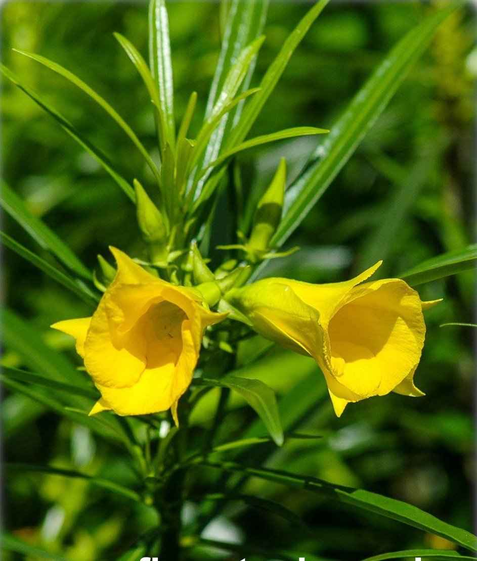 Thevetia – Yellow Oleander