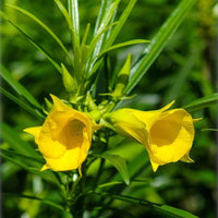 Thevetia – Yellow Oleander