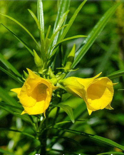 Thevetia – Yellow Oleander