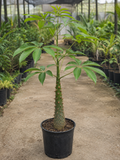 Ceiba Plant – Souq Garden Dubai (2)