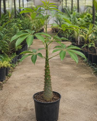 Ceiba Plant