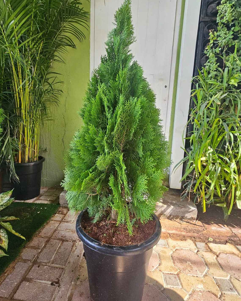 Thuja