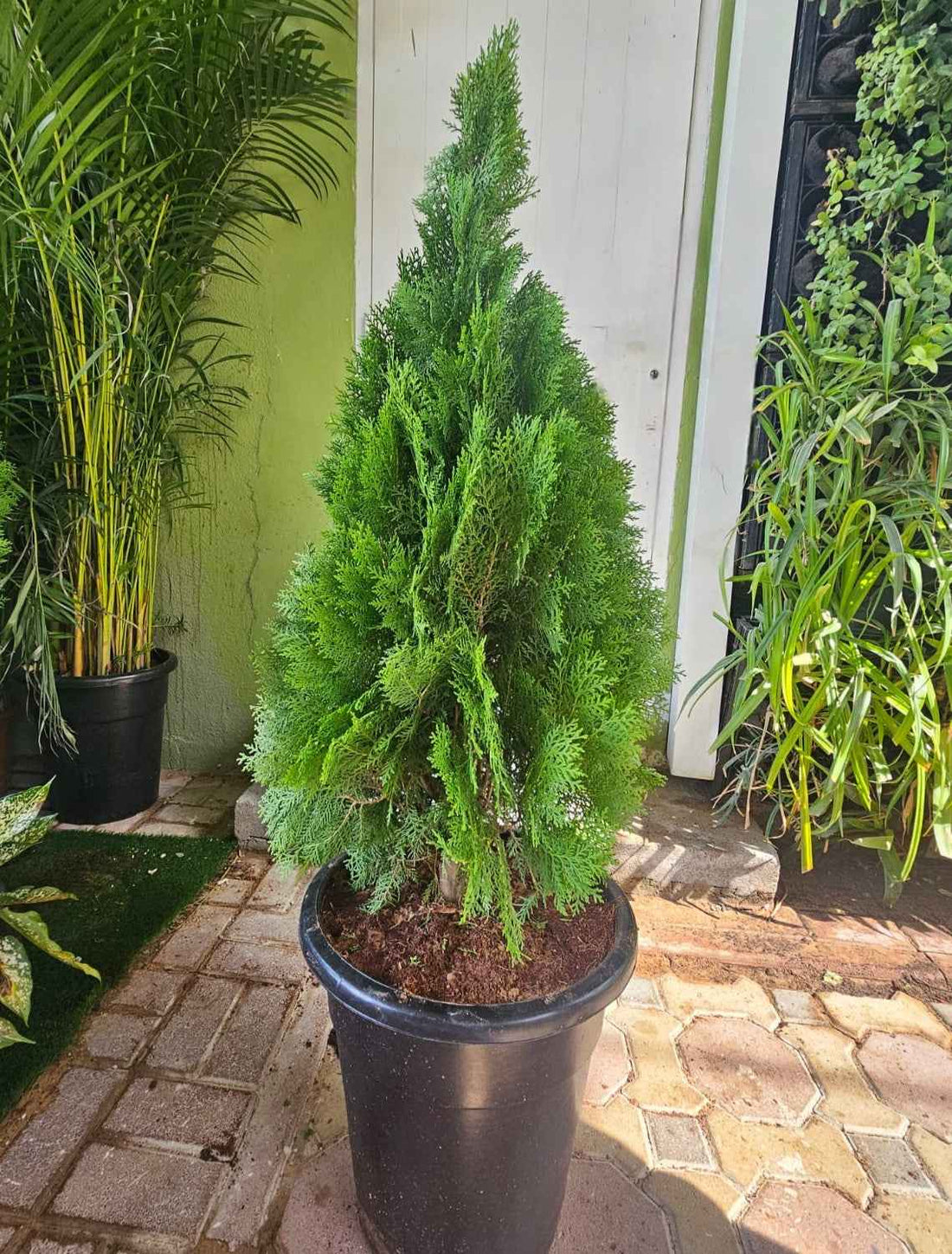 Thuja